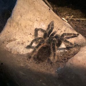 Meet your Posher, Chloe